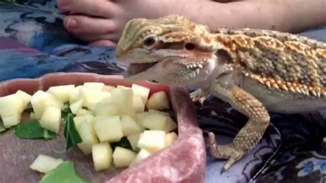 bearded dragons eat apples