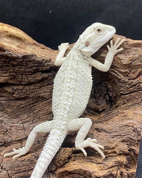 bearded dragons for sale near me