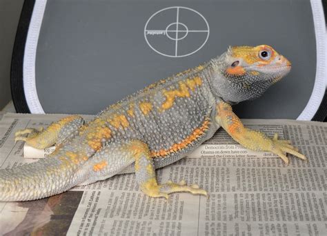 bearded dragons for sale near me craigslist