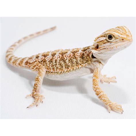 bearded dragons for sale near me petco