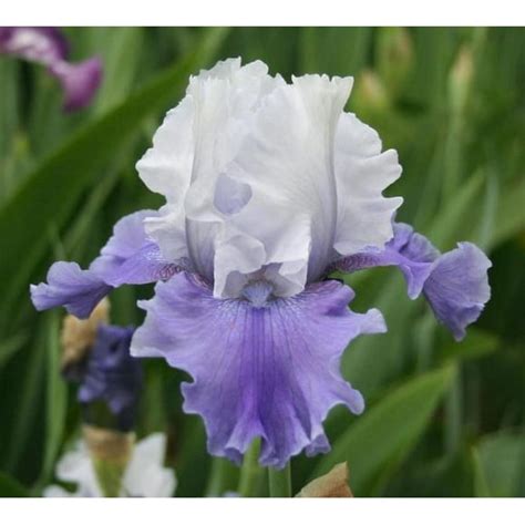 Bearded Iris Bloom Time