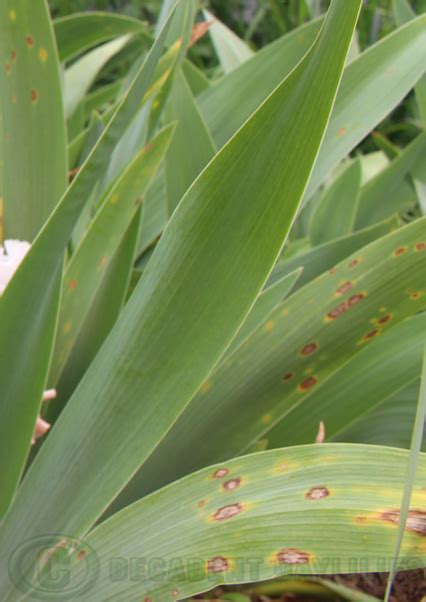 bearded iris leaf problems