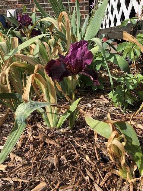 bearded iris problems