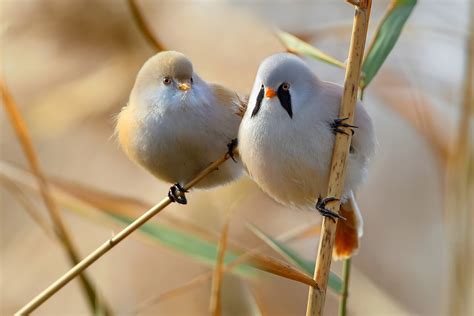 Discover 8 Insights bearded tit their captivating world