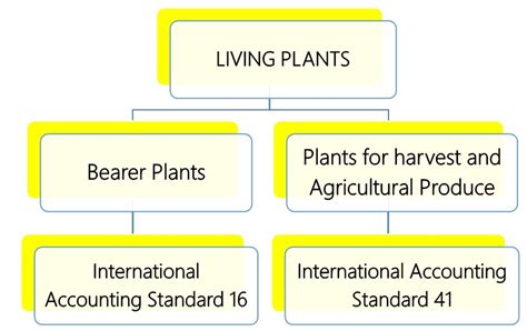 bearer plants accounting