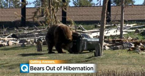 bears coming out of hibernation early