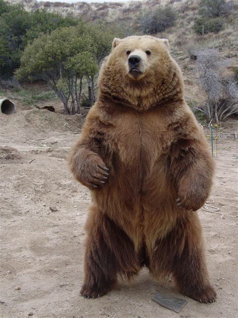 bears in big bear