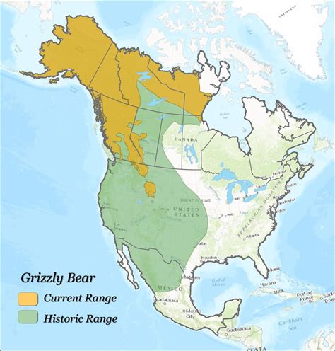 bears in usa map