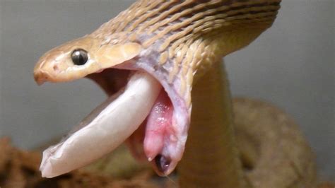 The Dark Side of Beastiality: Uncovering the Truth About Snake Encounters
