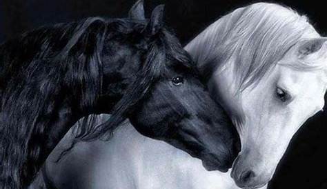 black and white horse Beautiful horses, Beautiful horse