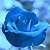 beautiful blue rose wallpaper