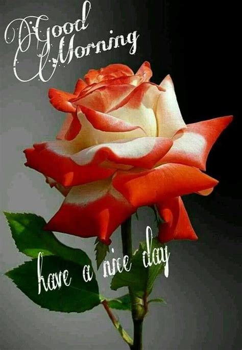 Beautiful Good Morning Rose Pictures, Photos, and Images for Facebook, Tumblr, Pinterest, and