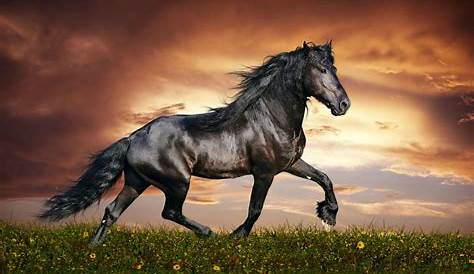 10 New Beautiful Horses Pictures Wallpapers FULL HD 1920×