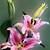 beautiful lilies images