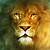 beautiful lion pictures wallpaper
