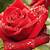 beautiful natural rose images