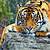beautiful wallpaper tiger