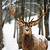 beautiful winter deer