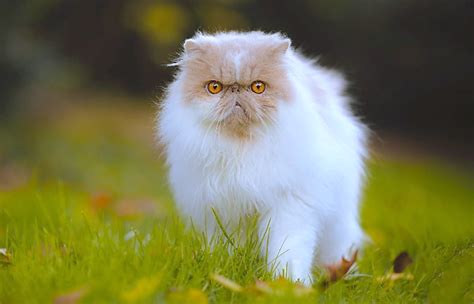 Beautiful Cat