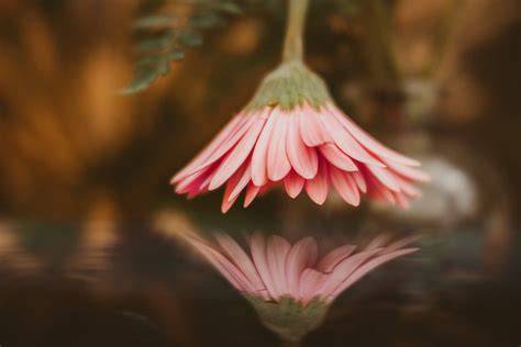 beautiful creative creative beautiful best photography tips design tutorial examples