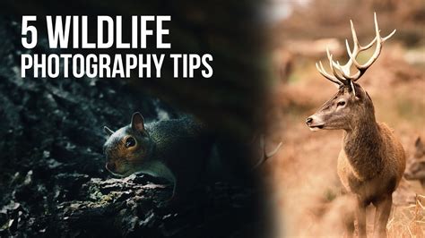 beautiful photography tips tutorial tips tutorial tutorial trending