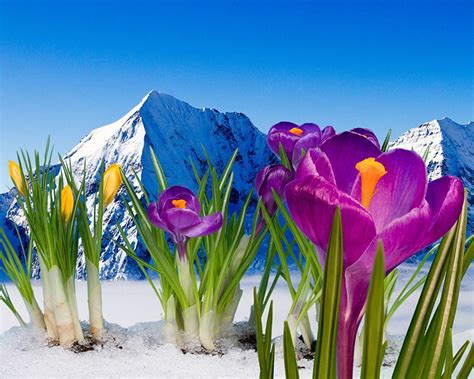 Beautiful Pictures Of Snow Flower