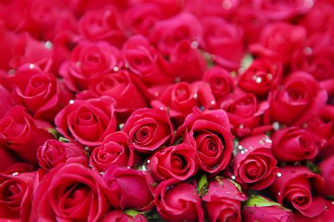 beautiful rose flowers images free download
