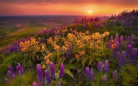 beautiful sunset with flowers