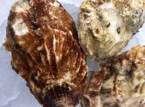 Beaver Tail Oyster Oysterater