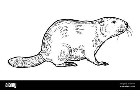 Hand Drawn Beaver. Vector Sketch. Stock Vector Illustration of