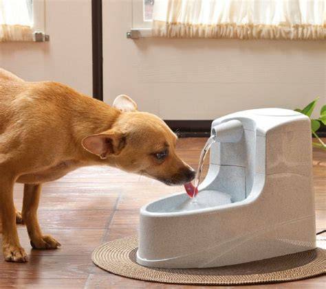 TOP 5 Bebederos Automáticos para Perros [2021] Ofertas 🥇