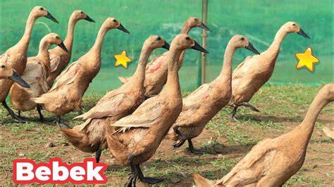 Bebek Nyanyi