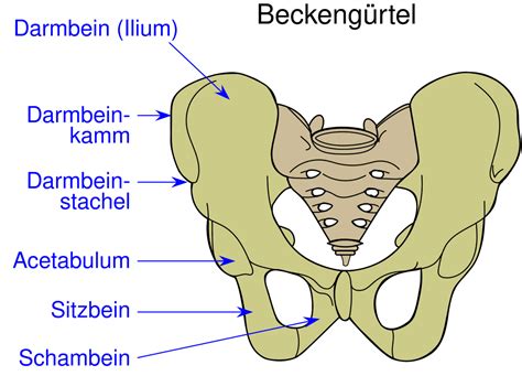 Der Becken Gürtel Der Menschlichen HüftenKnochenAnatomie Vektor