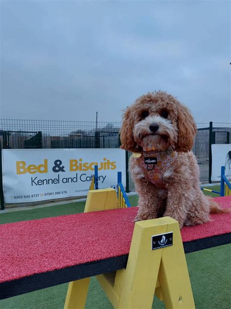 Bed And Biscuits Agility