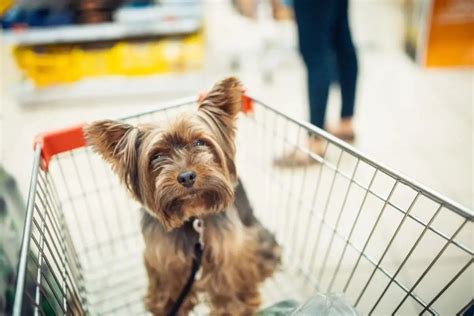 Bed Bath And Beyond Pet Friendly