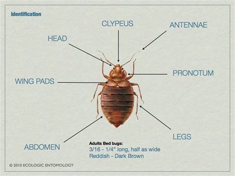 Bed Bug Body Parts