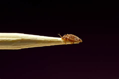 varhanici.info:bed bug exterminator bakersfield ca