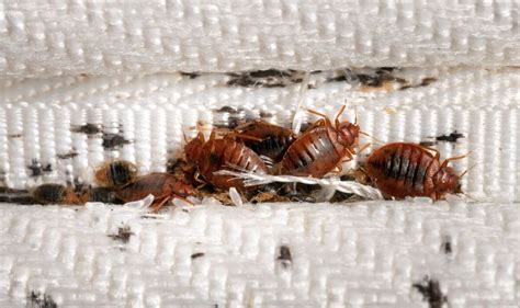 Bed Bug Problem Help Today In Austin