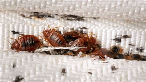 Bed Bug Problem In Austin