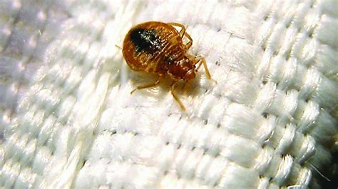 Bed Bug Problem In Indianapolis