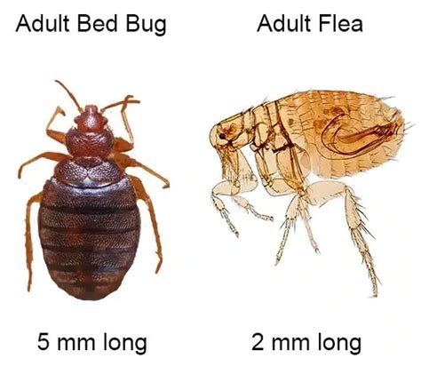 Bed Bug Size Compared To Flea