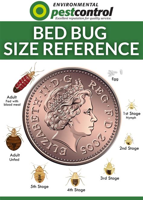 Bed Bug Size To Scale