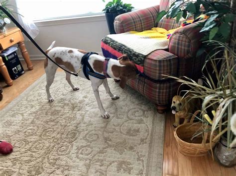 Bed Bug Sniffing Dogs Nyc