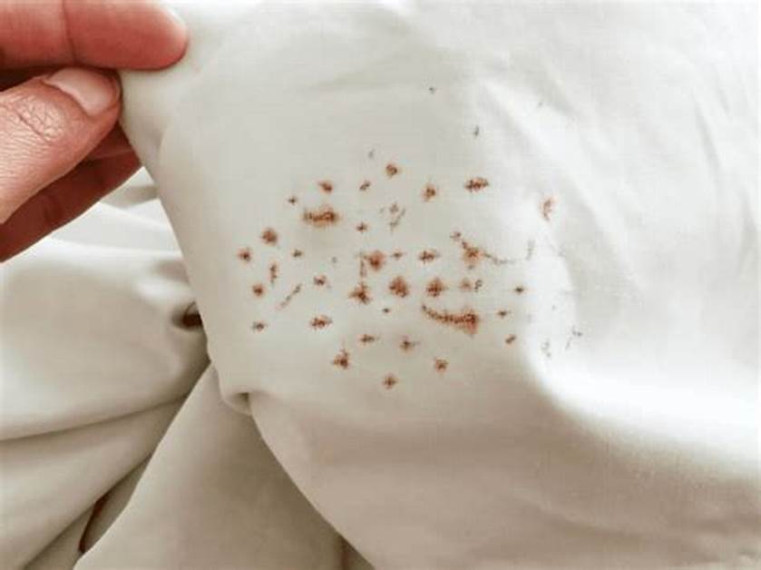 Bed bug stains