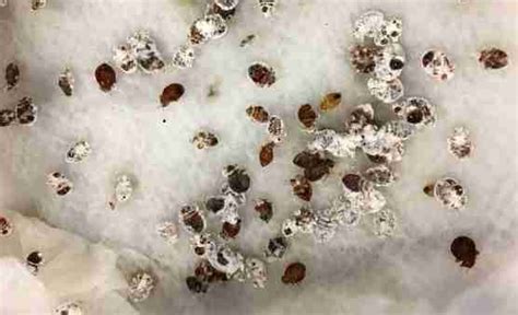 Bed Bug White Fungus