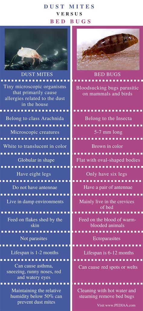 Bed Bugs And Dust Mites Difference