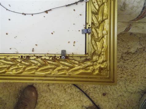 bed bugs behind mirror
