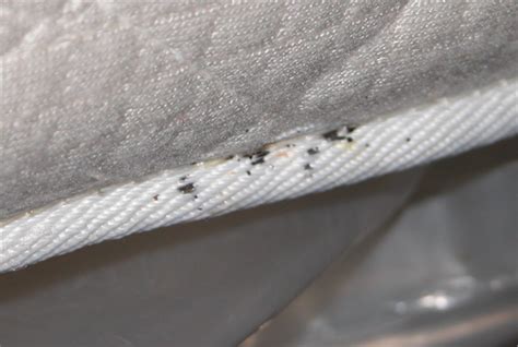 Bed Bugs Black Spots On Sheets