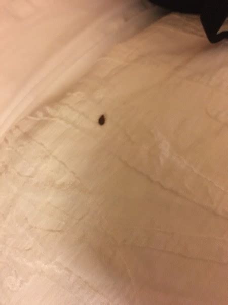 bed bugs chicago hotels