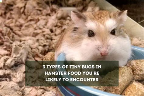 Bed Bugs Hamster